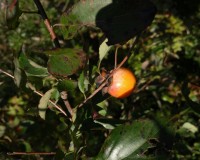 diospyros virginiana fruit.jpg